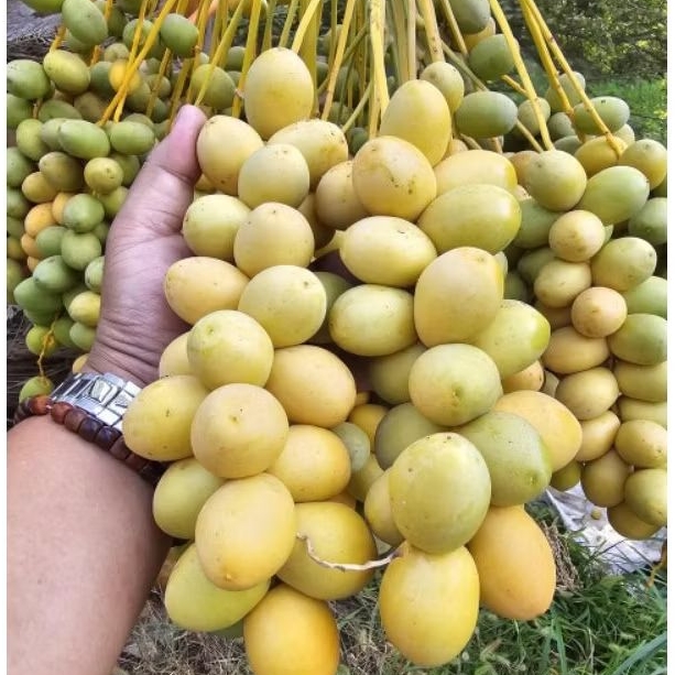 

KURMA MUDA BARHE merah kuning hijau 500 gram