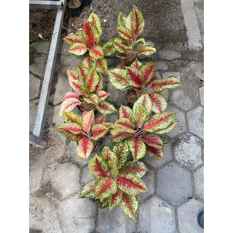 Aglaonema Sweet Dream