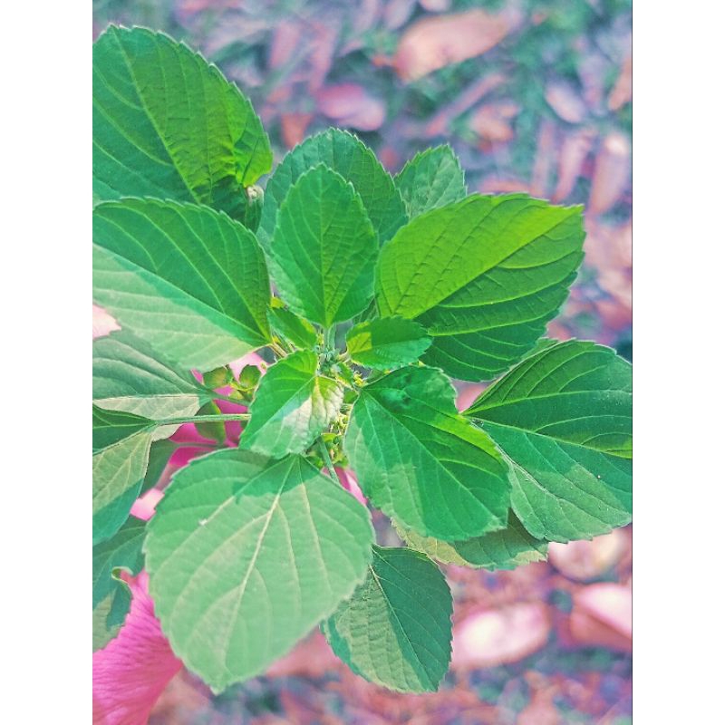 

Daun anting anting obat herbal