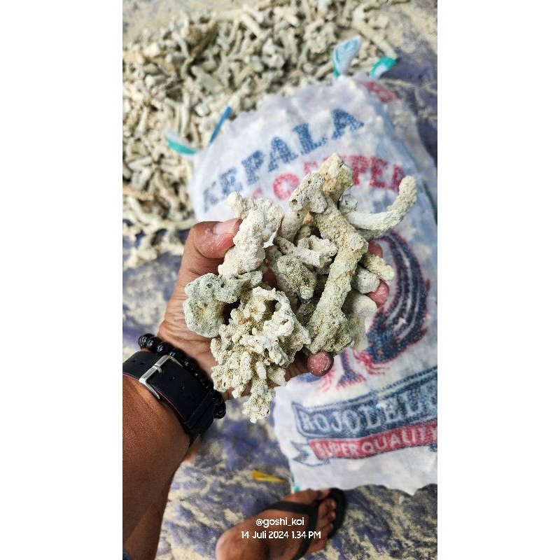 Karang Jahe Media Filter Kimiawi PH Buffer Kolam Koi Karungan