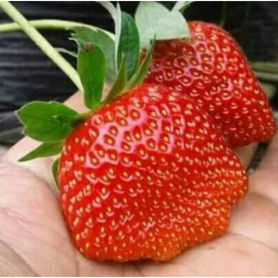 

Strawberry Fresh Premium Jumbo Stroberi Segar Ciwidey Strawbery Manis Grade A Besar