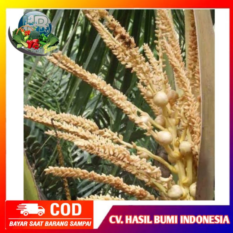 

Manggar Bunga Kelapa segar fresh Organik di petik dadakan