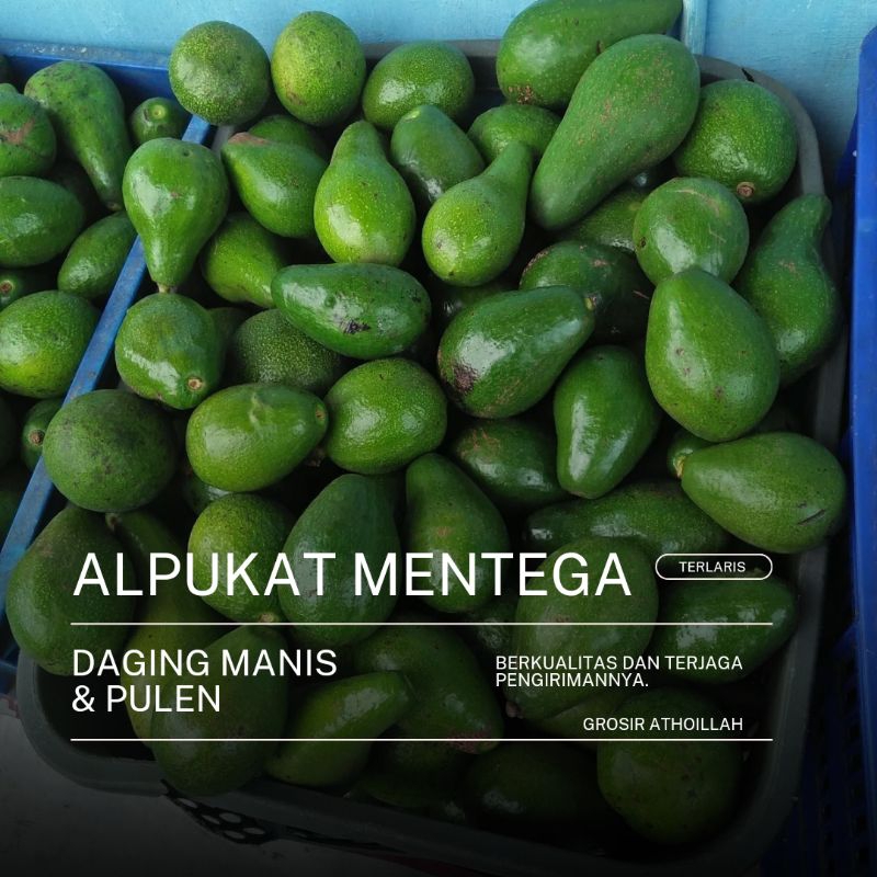 

alpukat mentega super 10 Kg