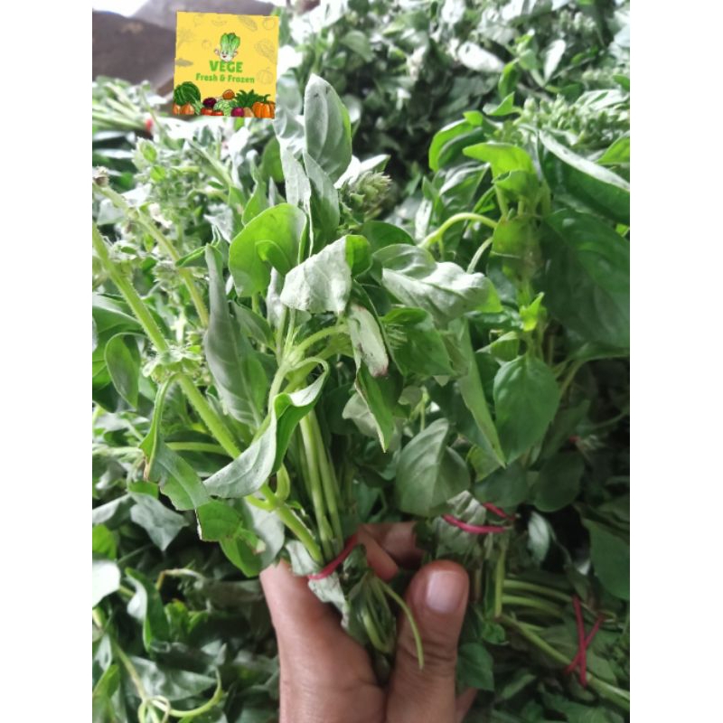 

Kemangi | Surawung | Daun kemangi 2 ikat