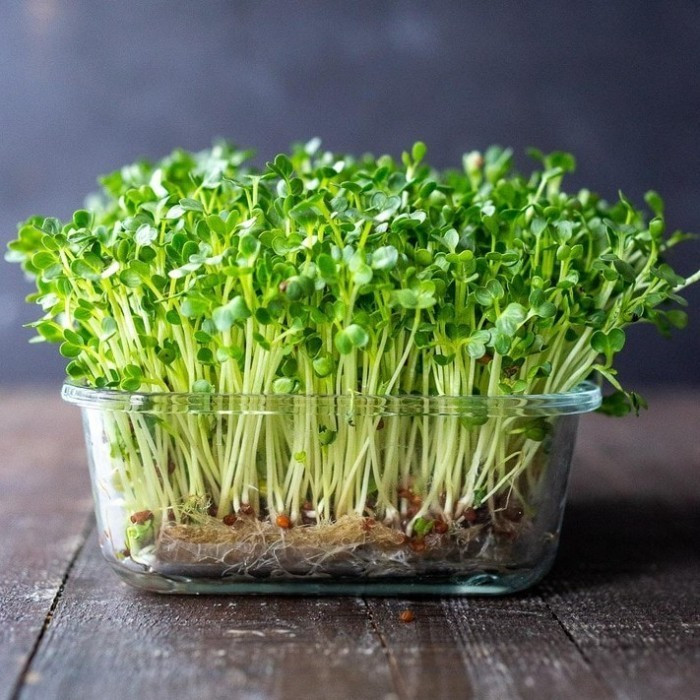 100 Biji Benih Sayur Microgreens Alfalfa Sprout