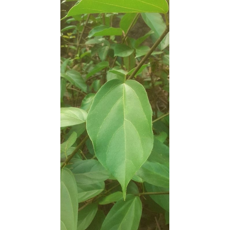 

Daun Cingcaw