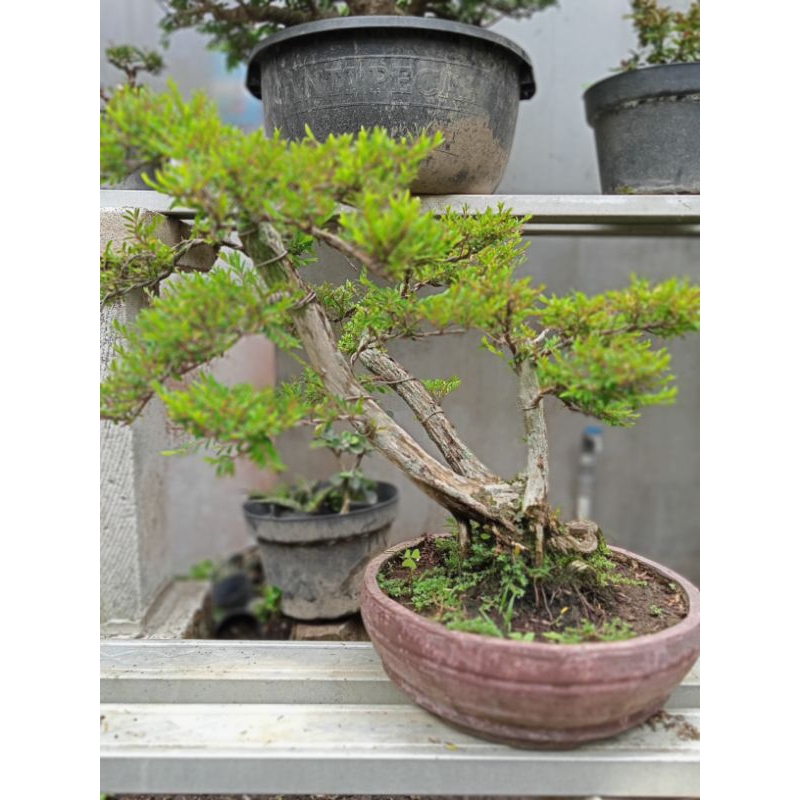 Bonsai Medium Cendrawasih Siap pajang