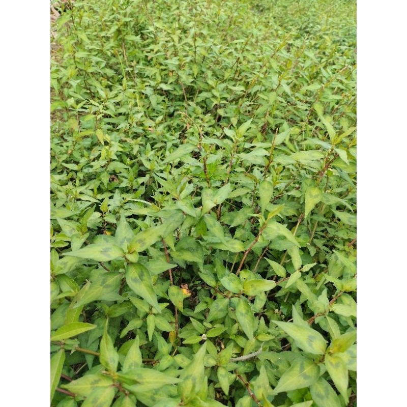 

daun kesum saya organik 1 ons di petik langsung saat order masuk