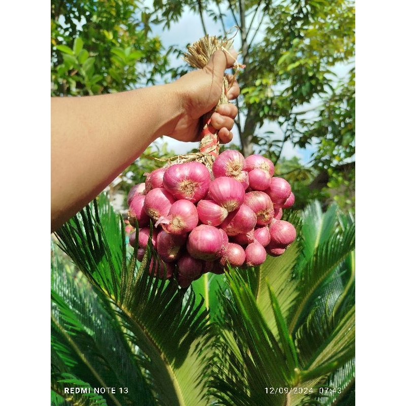 

bawang untingan 1kg super gros bawang bima