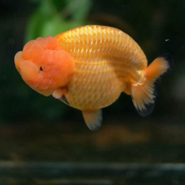 Ikan Mas Koki Ranchu Jumbo Size 15-16 Cm Jambul Besar Super Cantik