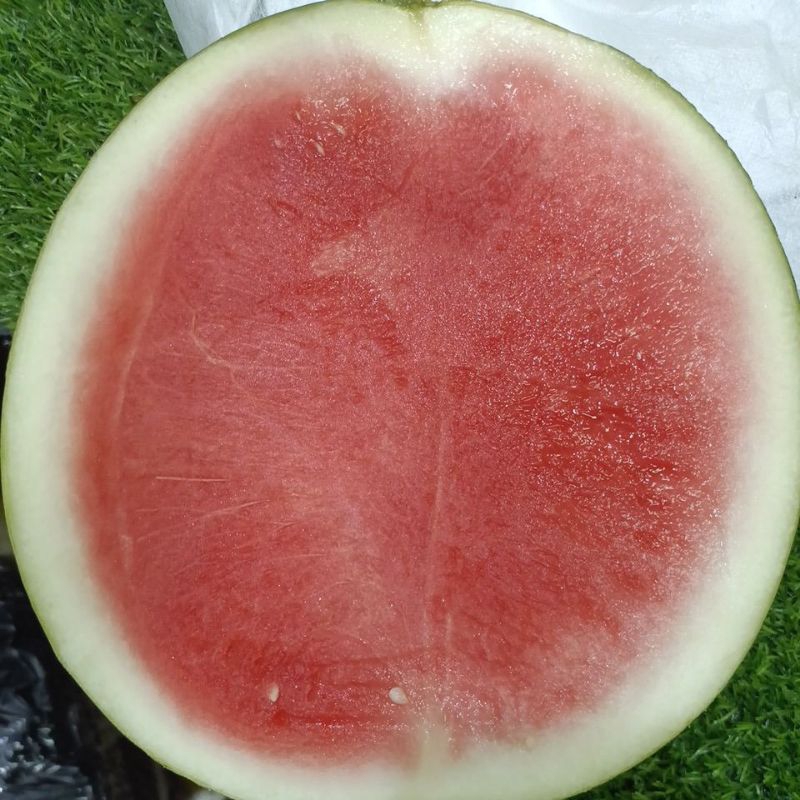 

Semangka merah Non Biji / butir