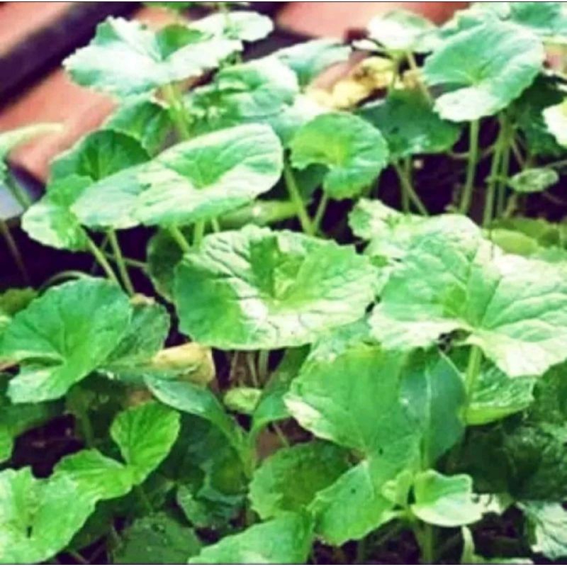 

Pegagan Antenan 100 gr