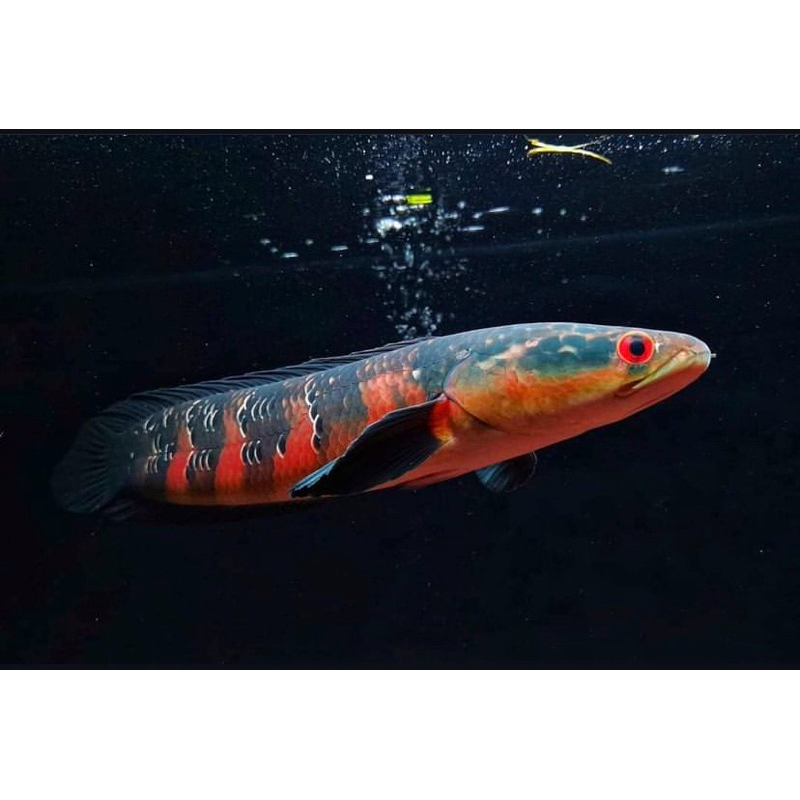 red barito isi 3 ekor full pelet