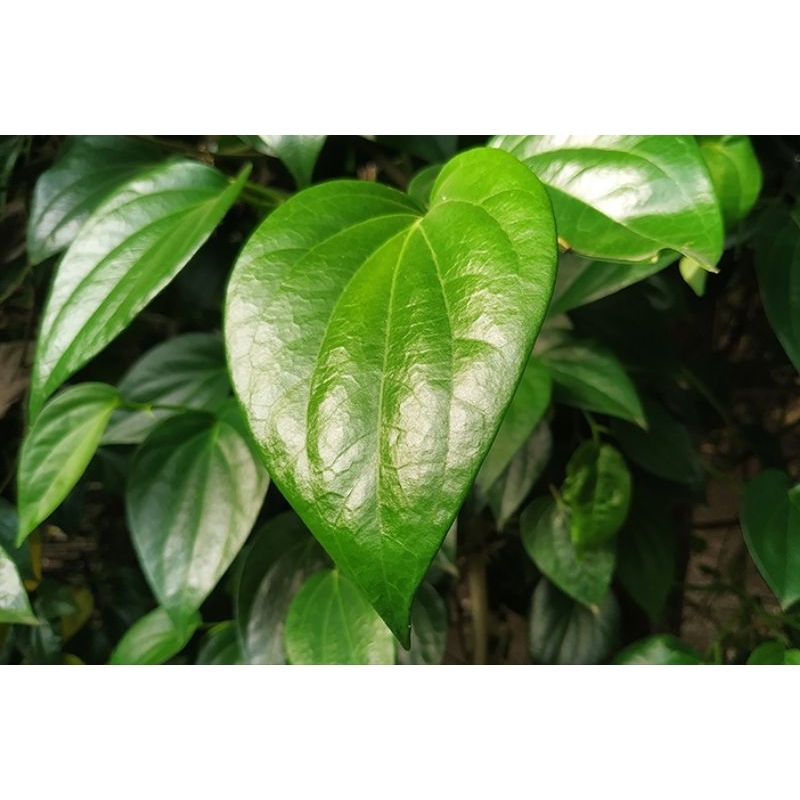 

Daun Sirih 100Lembar | Daun Sereuh | Daun Nyeupah | Daun Sirih Anti Bakteri