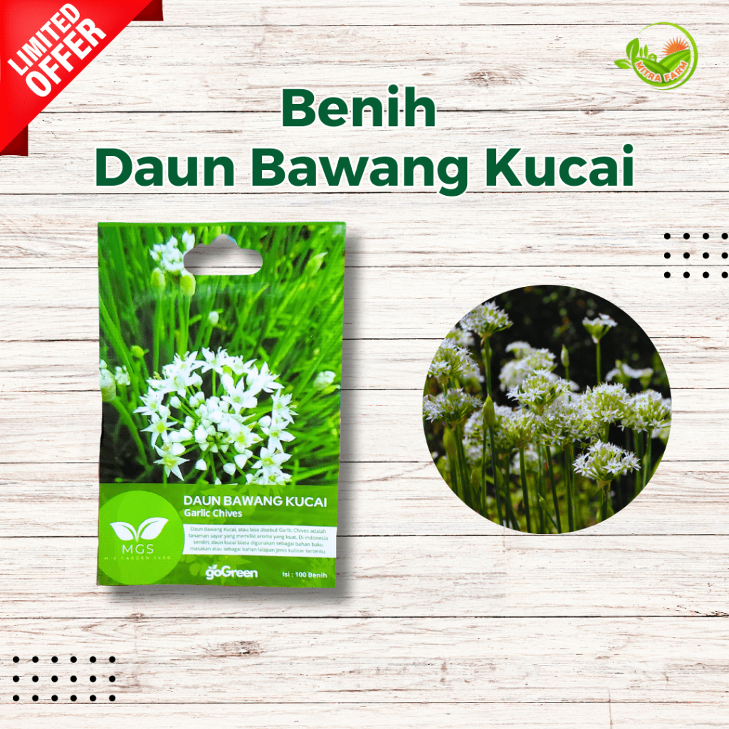 Benih Kucai Murah/Benih Daun Kucai Isi Banyak/Benih Garlic Chives