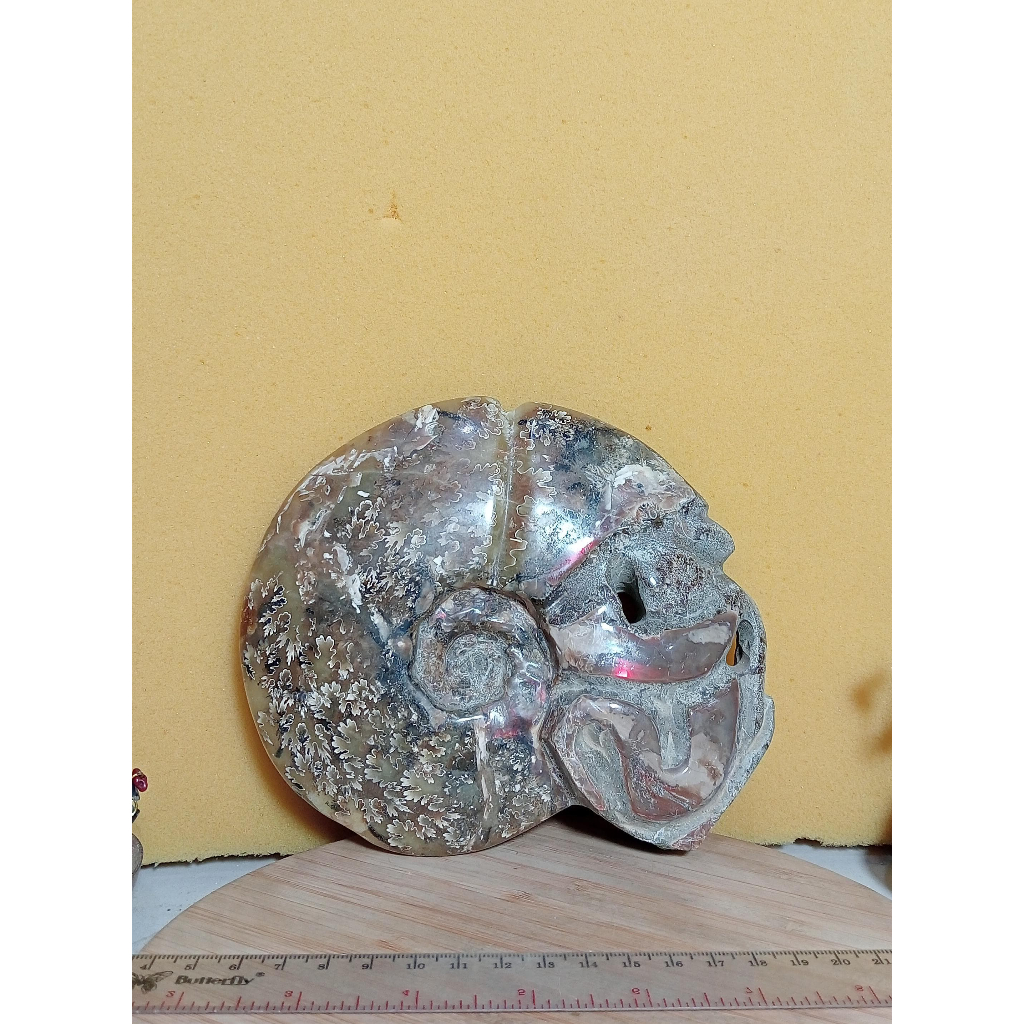Batu Natural Snail Fossil Keong tentacle Speciment (Ammonite with tentacle) (3)