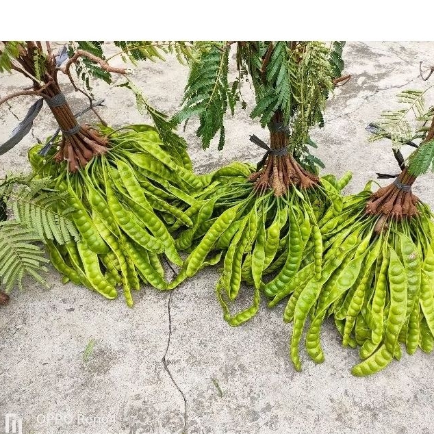 

Petai Pete per papan