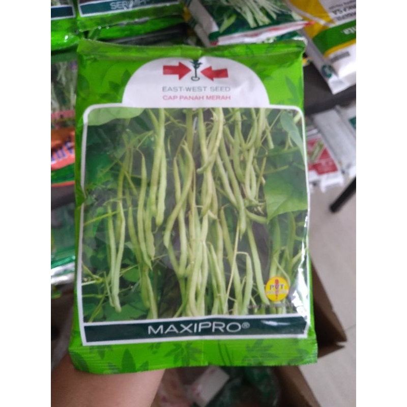 benih buncis Maxxipro dari panah merah