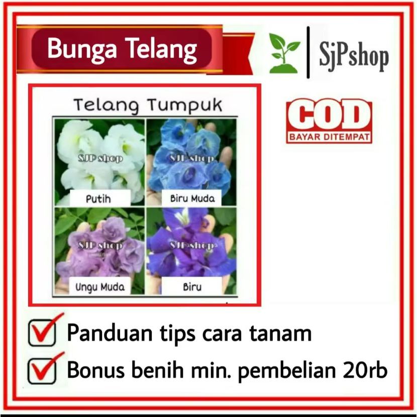 SJPshop Benih Bibit Biji - Bunga Telang Tumpuk / Selapis Bunga Telang Single Petal Butterfly Pea See