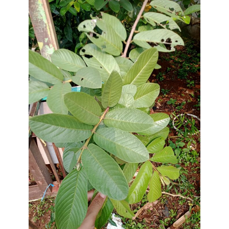 

daun jambu biji obat diabetes