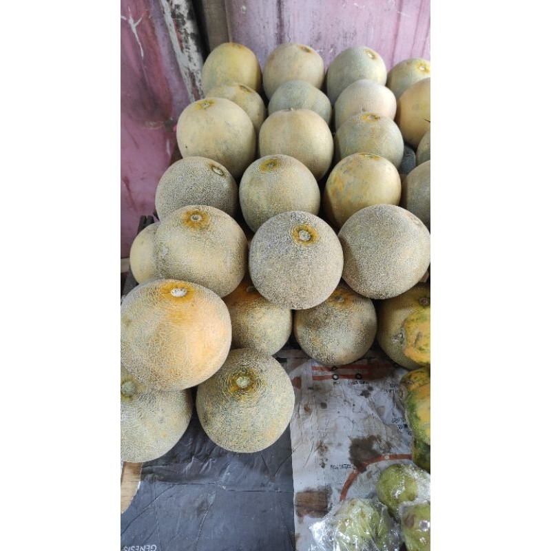 

MELON SULTAN MINI