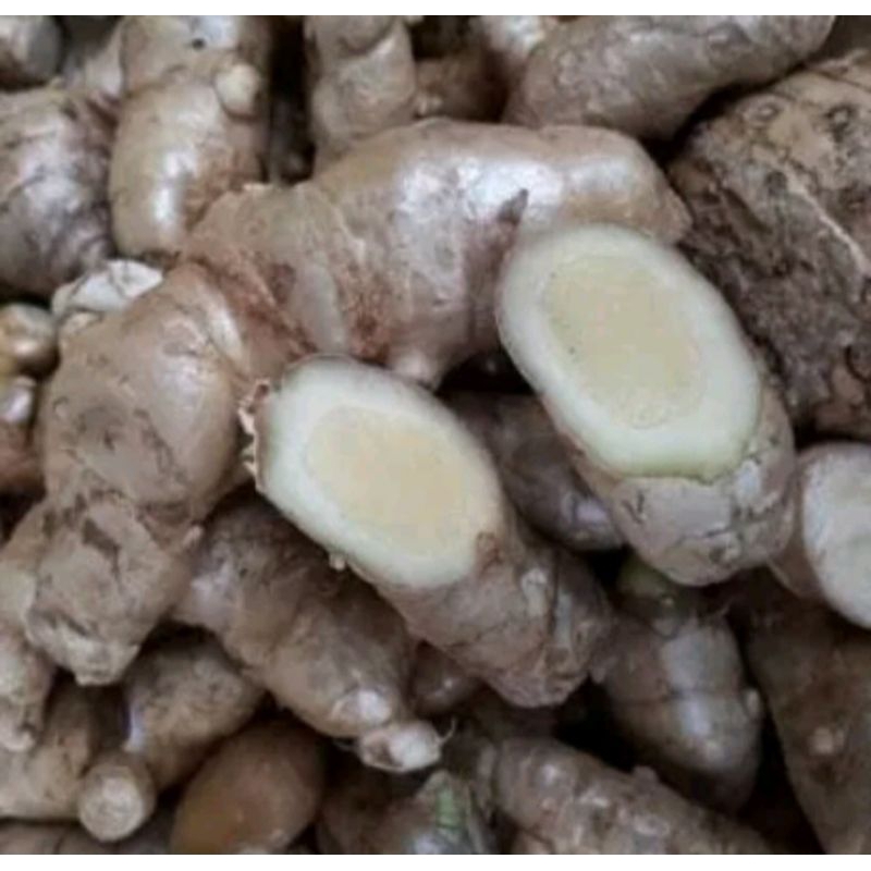 

Temu putih curcuma zedoaria segar 1kg