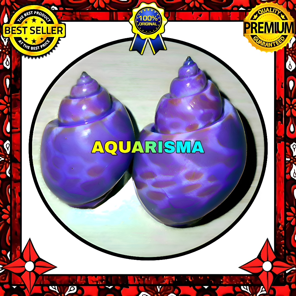 HIASAN DAN KOLEKSI - CANGKANG KEONG MACAN TURBO BABILONIA UNGU TRANSPARAN GRADE A+