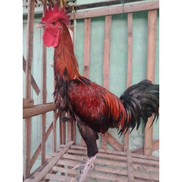 

Telur Ayam Pelung Bulu Jalak Wido Untuk Ditetaskan Fertil