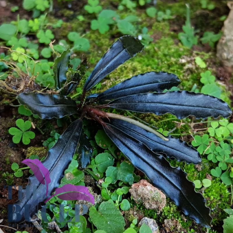 bucephalandra sp kadagang purple