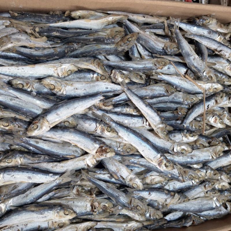 

IKAN DENCIS REBUS 500G