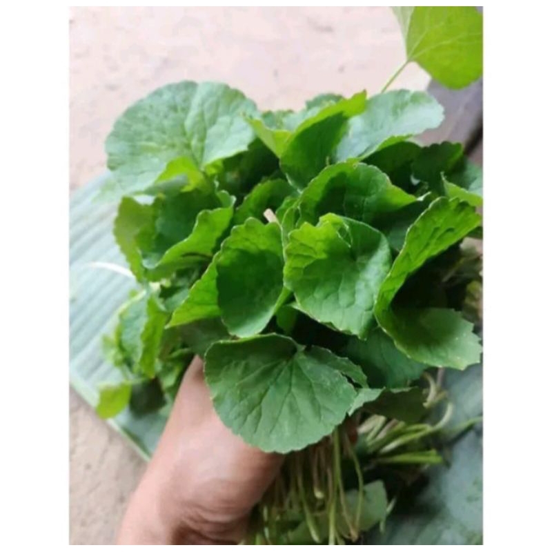 

DAUN ANTANAN - DAUN PEGAGAN SEGAR 1KG KUALTIAS SUPER