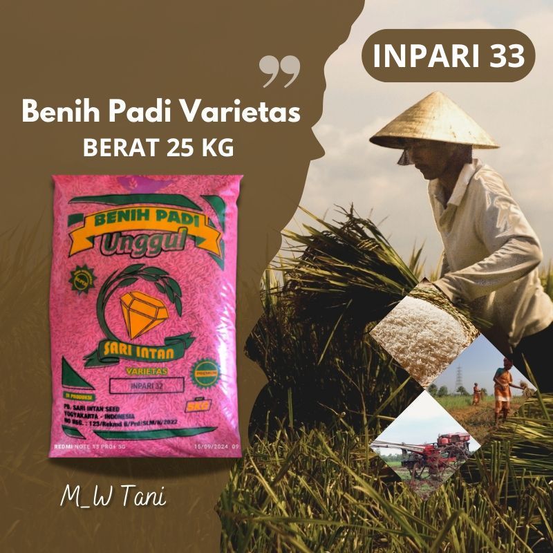 BIBIT BENIH PADI VARIETAS INPARI 33 JUMBO ORIGINAL