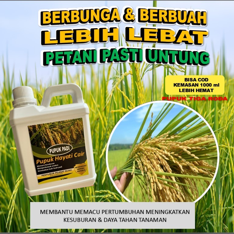 Pupuk Booster Padi / Pupuk Cair Padi / Pupuk Semprot Untuk Tanaman dan Buah Padi / Pupuk Ajaib Perba