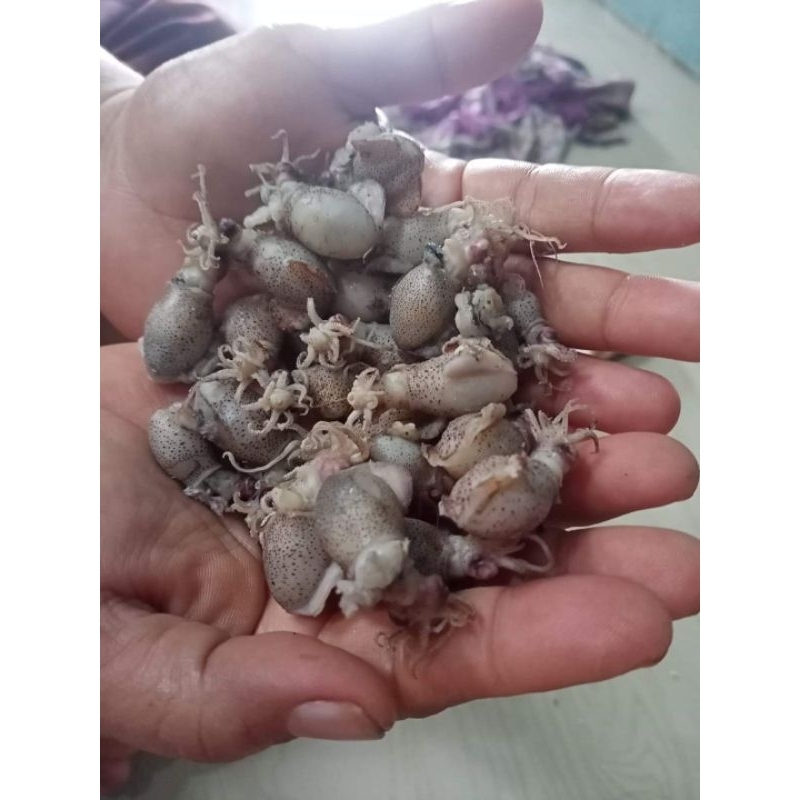 

baby cumi telur khas medan ¼ ½ 1 kg