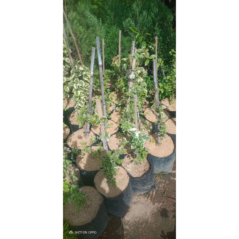 Godong Jawi | Tanaman Hias Outdoor - Bougenville (Kembang Kertas) Varigata