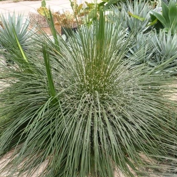 Benih Langka / Biji Sukulen / Succulent Seeds: Agave geminiflora / Twin Flowered Agave