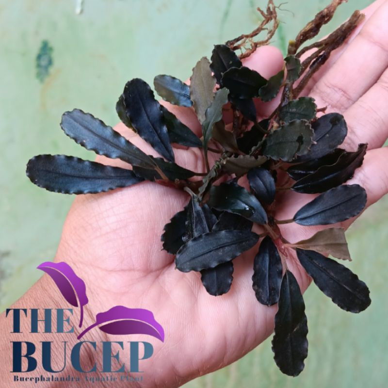bucephalandra brownie ghost 2015