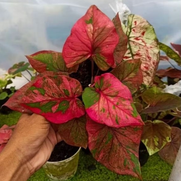Bibit  Keladi /  Anakan Caladium  " DIAMOND CHUMTONG"     - keladi hias hybrid / Keladi  Thailand im