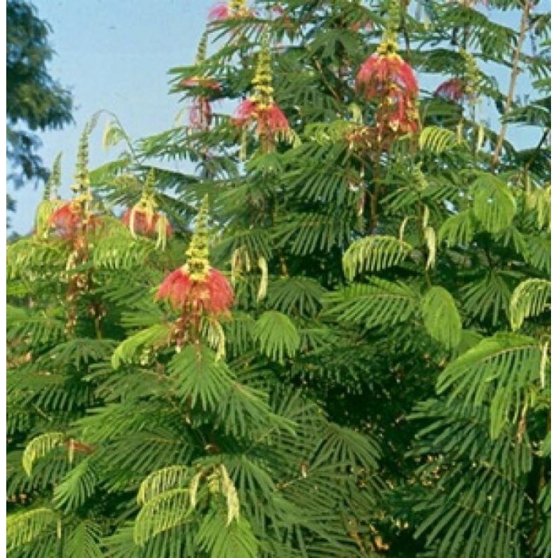 25 Biji Bibit Benih kaliandra merah