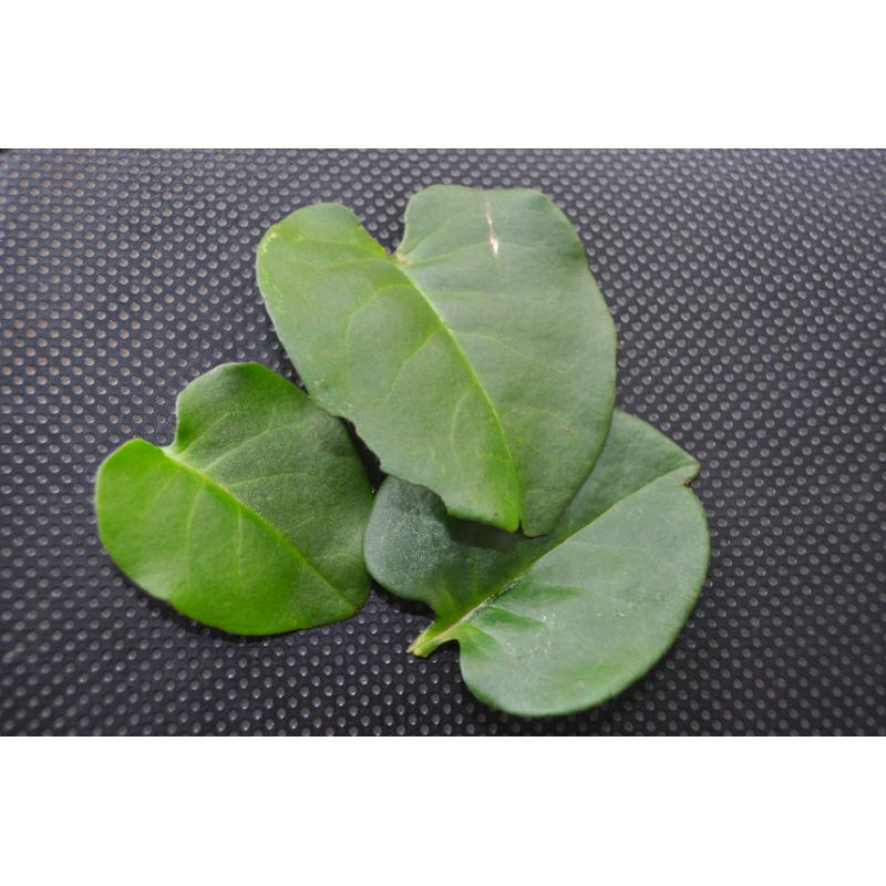 

daun binahong segar 100% harga per 250g