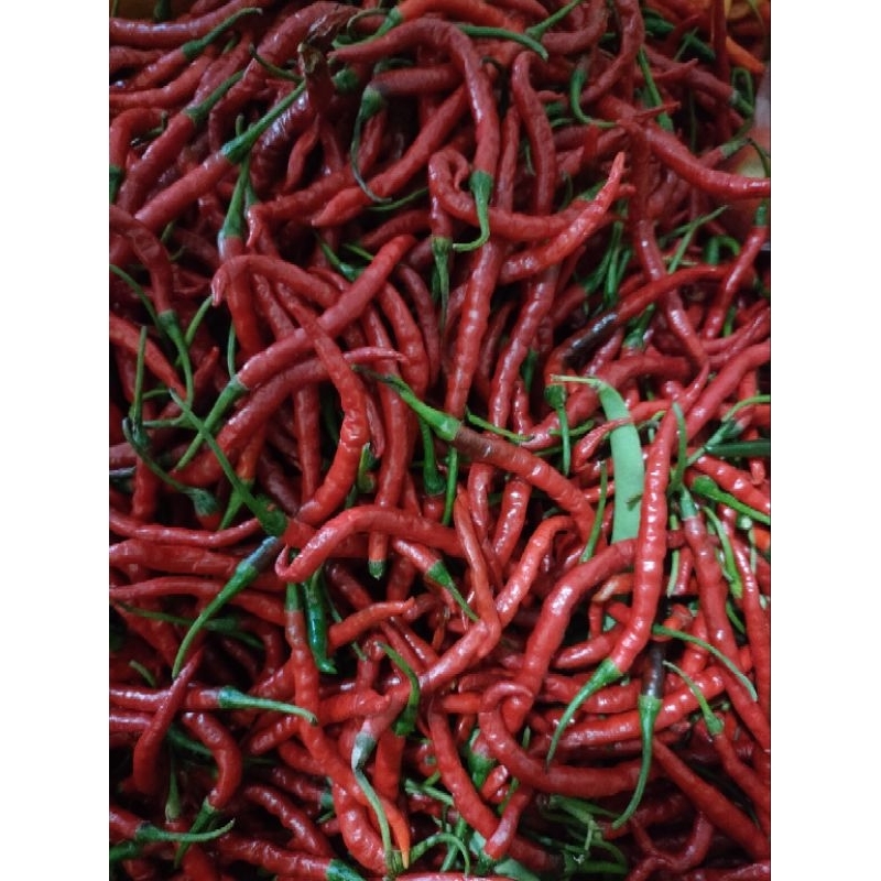 

Cabai Merah Keriting