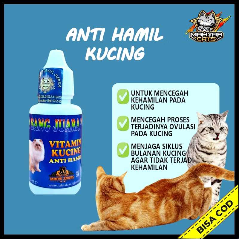Obat Anti Hamil Kucing Mencegah Kehamilan Kucing dan Proses Ovulasi Pada Kucing Obat KB Kucing Pence