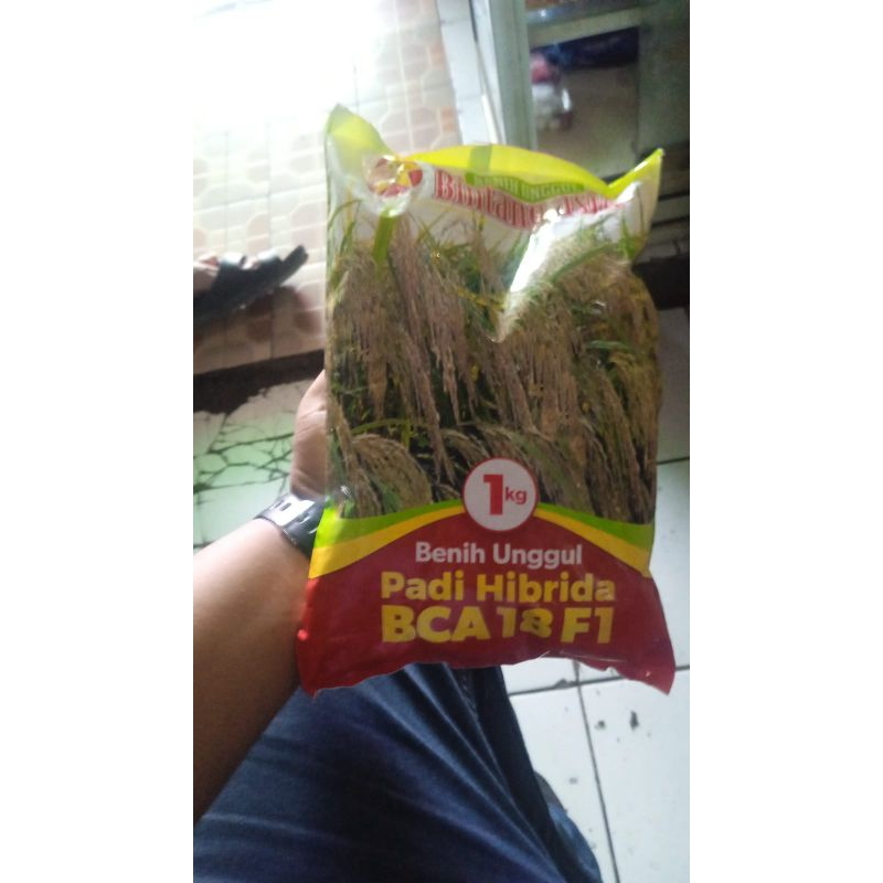 1 KG BENIH PADI HIBRIDA F1 BCA . PT BINTANG ASIA