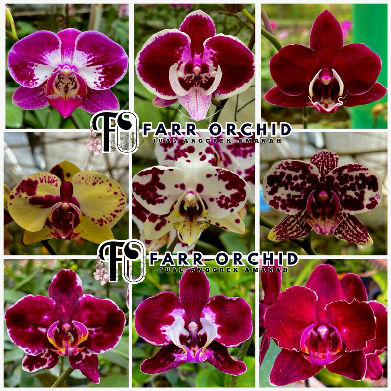 Seedling Anggrek Bulan Hybrid/ Bibit anggrek bulan