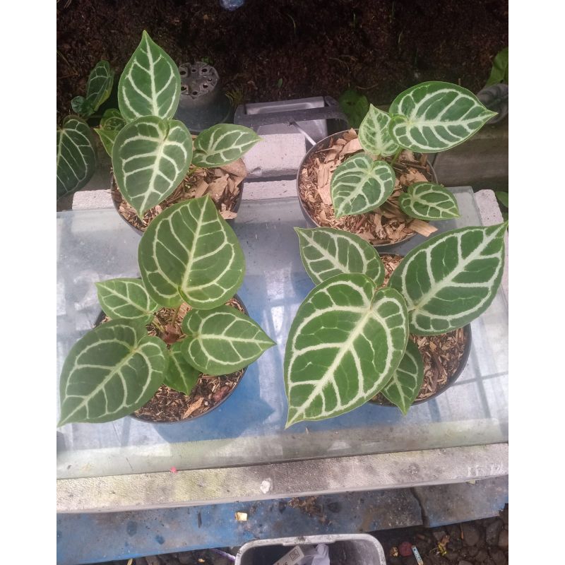 Anthurium Dorayaki X Red