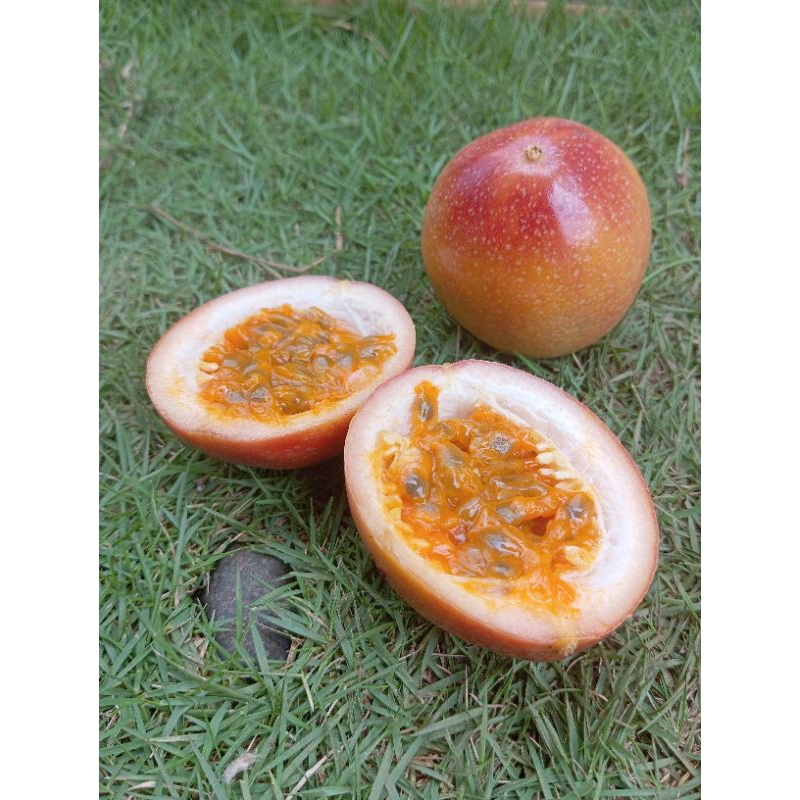 

Termurah Buah Markisa Manis Madu Fresh