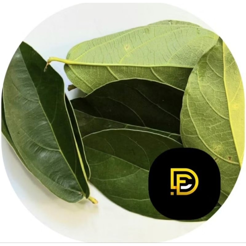 

Paket 500 gram daun cincau hijau segar fresh-az