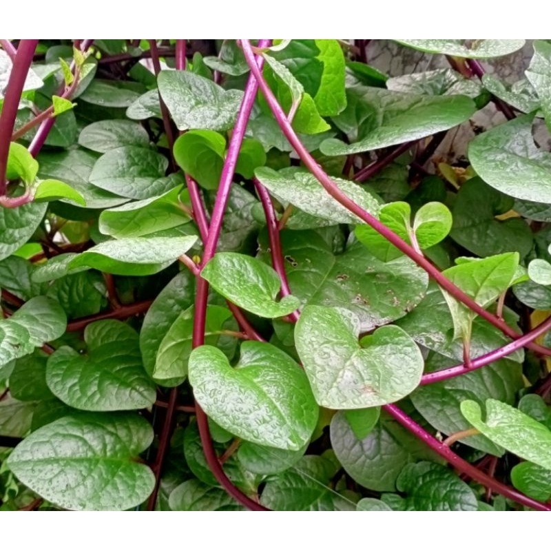 

Daun binahong merah segar petik langsung