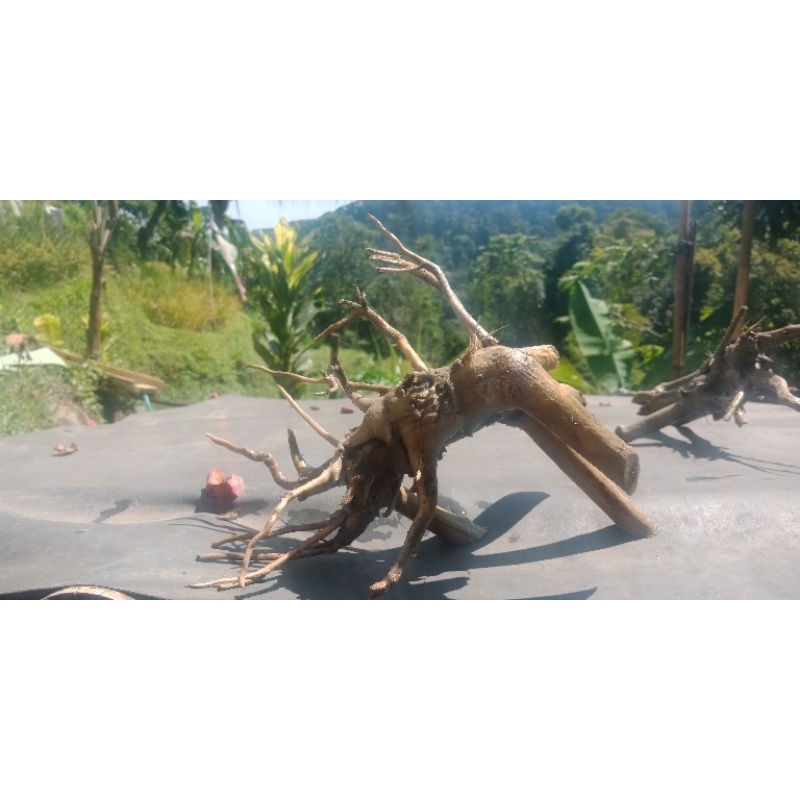 kayu aquascape,bonggol ranting