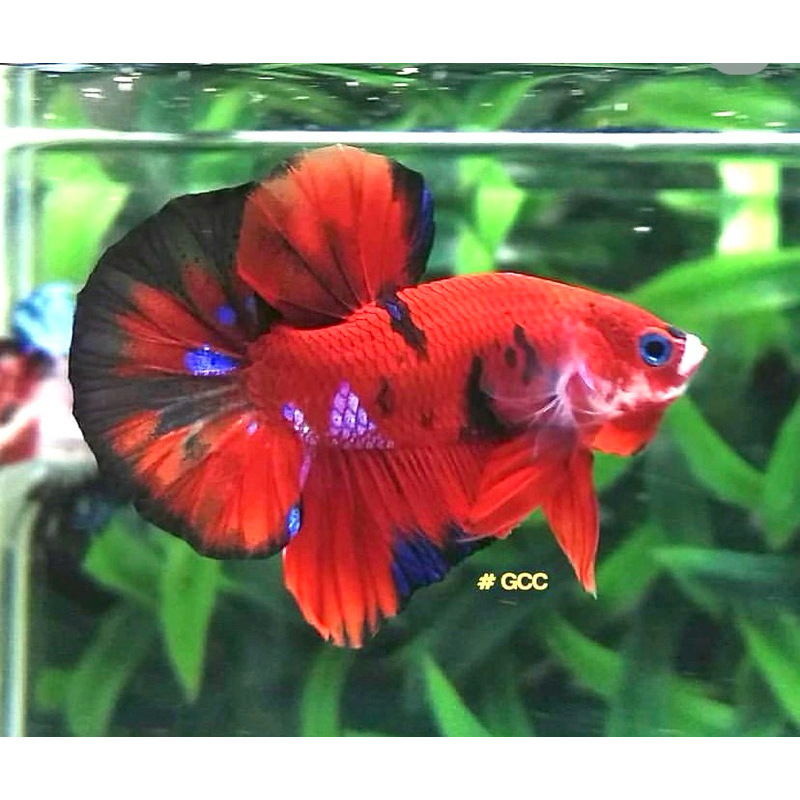 CUPANG GIANT KOI GALAXY bahanan celo proses mutasi